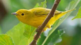 Study shows several bird species nesting and laying eggs almost a month early