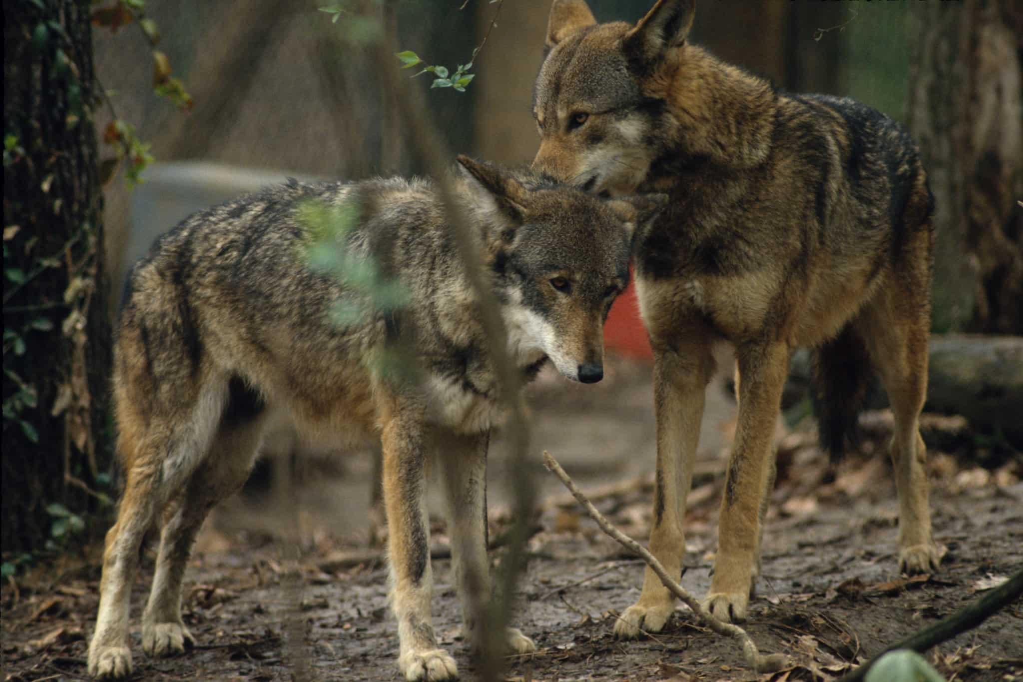 A ‘barbaric’ federal programme killed 1.75 million animals in US in 2021: Report