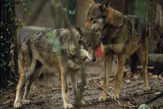 A ‘barbaric’ federal programme killed 1.75 million animals in US in 2021: Report