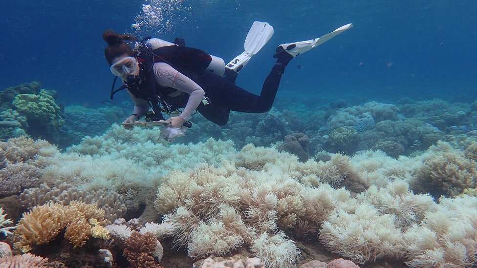 Australia bears brunt of climate change, authorities confirm mass bleaching event