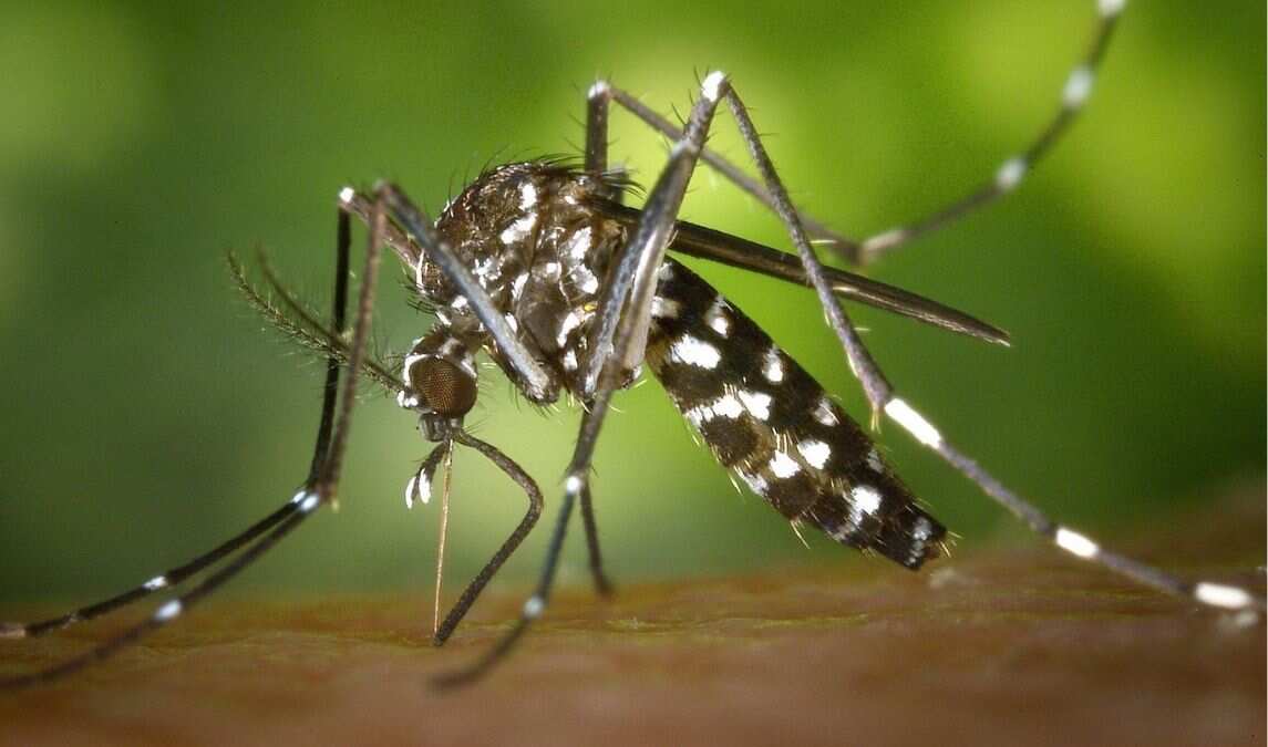 US may release billions of genetically modified male mosquitoes. Here's why US may release billions of genetically modified male mosquitoes. Here's why