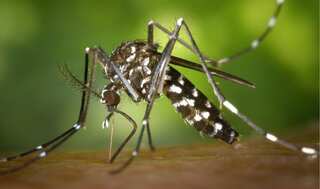 US may release billions of genetically modified male mosquitoes. Here's why