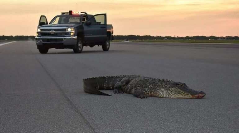 After ramming car into 11-feet-long alligator on roadway, 59-year-old man dies in US After ramming car into 11-feet-long alligator on roadway, 59-year-old man dies in US