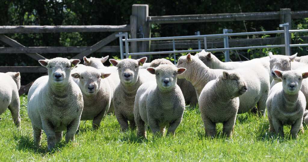Southdown breed of Sheep gains popularity in Australia