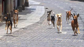 Dogs understand nouns and know what some words stand for, study reveals