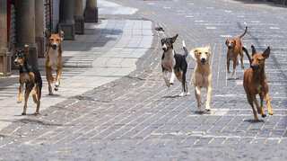 Abandoning your pet is illegal and inhumane