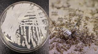 After invasive ants, Texas to be hit hard by a killer fungus