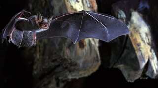Hundreds of mammal species still waiting to be discovered, says study