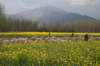 Kashmiri Pandit families return to Anantnag, seek government’s help