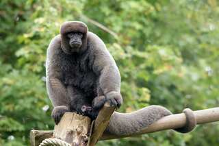 Mexico: Monkey wearing 'bullet-proof vest' and diaper found dead in drug cartel shootout