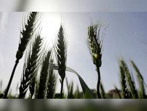 Ukraine envoy to Turkiye accuses Russia of stealing Ukrainian grain