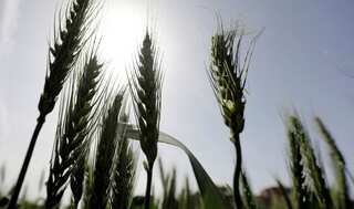 Ukraine envoy to Turkiye accuses Russia of stealing Ukrainian grain