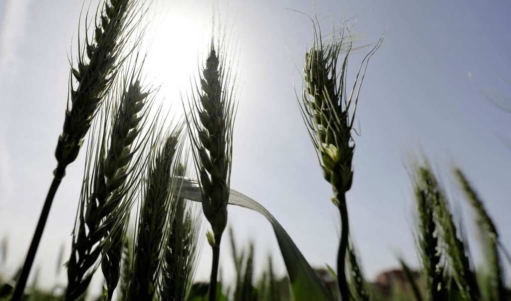 Ukraine envoy to Turkiye accuses Russia of stealing Ukrainian grain