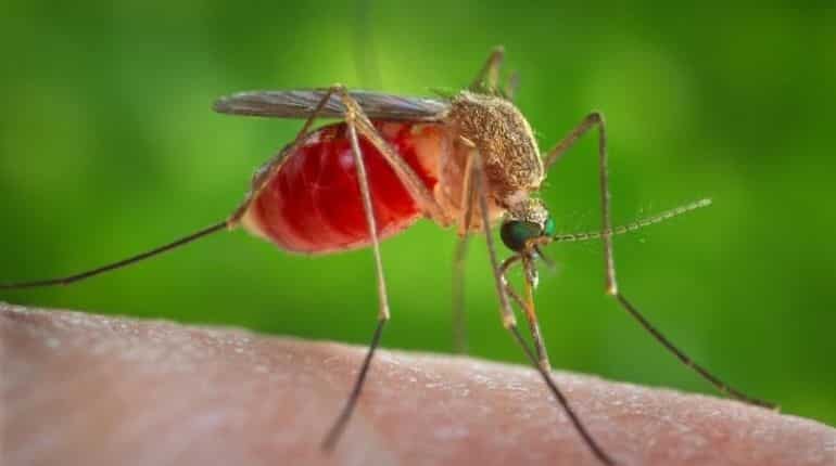 Insect-borne viruses may trigger next pandemic, warn health experts Insect-borne viruses may trigger next pandemic, warn health experts