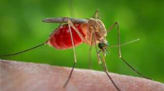 Insect-borne viruses may trigger next pandemic, warn health experts   