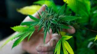 In new addition, New Zealand parliament garden gets cannabis plant, courtesy protesters