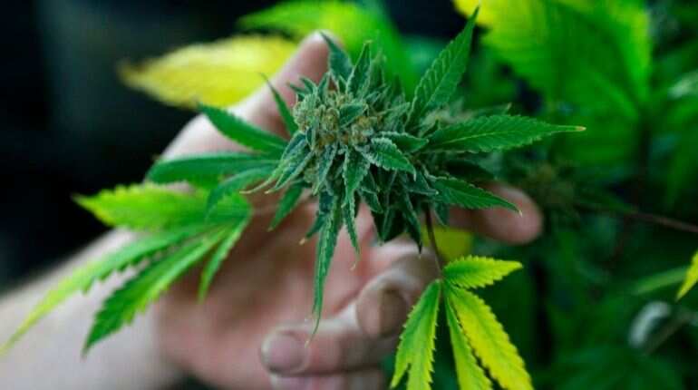 In new addition, New Zealand parliament garden gets cannabis plant, courtesy protesters