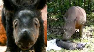 A new hope? Rare Sumatran rhino born in captivity in Indonesia