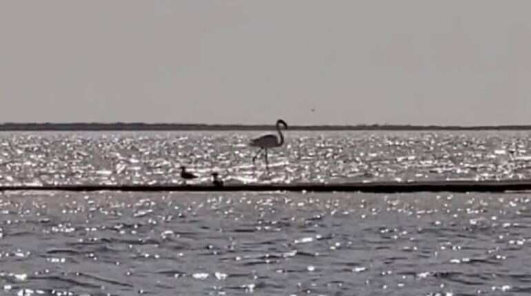 Watch: After 17 years and 1100 km, flamingo named Pink Floyd resurfaces in US