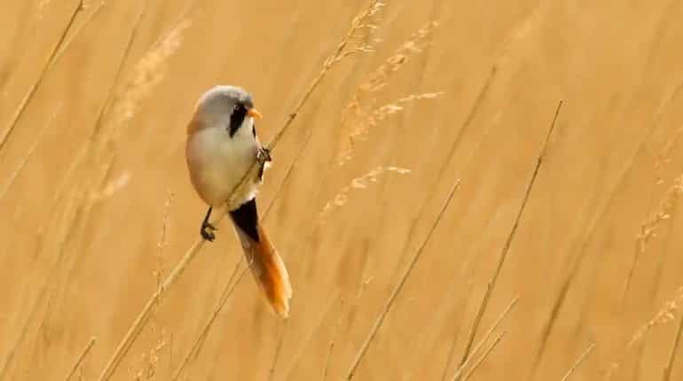Warm weather animal species arriving in Scotland get Gaelic names Warm weather animal species arriving in Scotland get Gaelic names