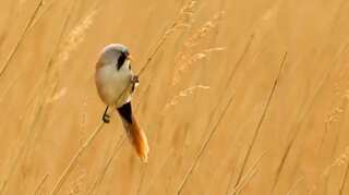 Warm weather animal species arriving in Scotland get Gaelic names