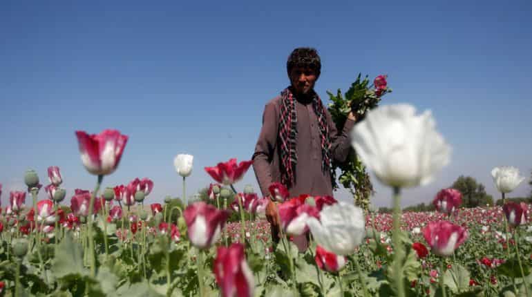 Taliban ban poppy cultivation in Afghanistan Taliban ban poppy cultivation in Afghanistan