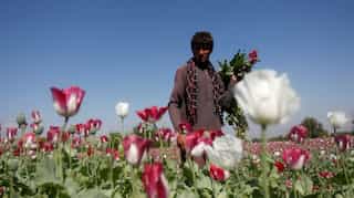 Taliban ban poppy cultivation in Afghanistan