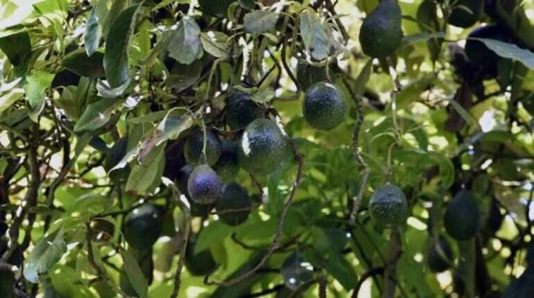 Avocados may lower risk of cardiovascular disease, study finds Avocados may lower risk of cardiovascular disease, study finds