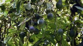 Avocados may lower risk of cardiovascular disease, study finds