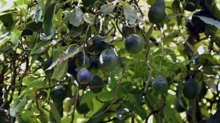 Avocados may lower risk of cardiovascular disease, study finds
