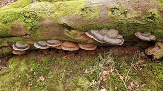 Believe it or not: Fungi talk to each other like humans, claims study