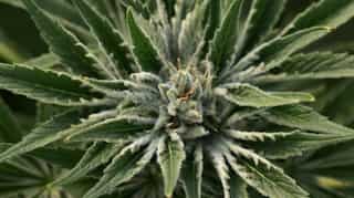 Japan panel advises legalising cannabis-based medicines