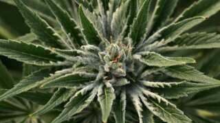 More than 50% of European population supports cannabis legalisation: Report