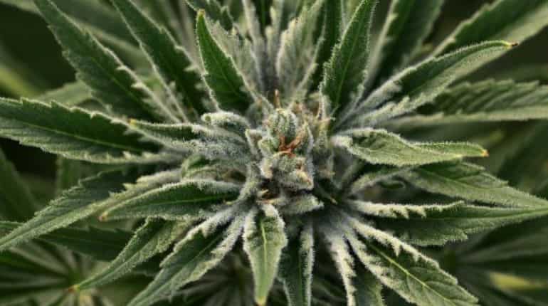 More than 50% of European population supports cannabis legalisation: Report