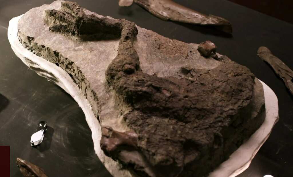 Archaeologists find ‘perfectly preserved’ fossil of dinosaur that was killed on the day asteroid hit Earth