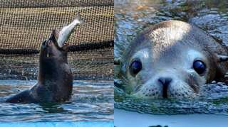 Sea lions enter salmon farm, refuse to leave even weeks after gorging on fish in Canada  