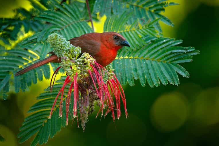 Panama Forest sees major bird declines, birds affected by climate change