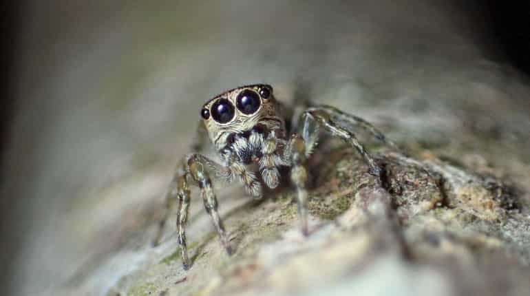 There may be 50,000 species of spider crawling the Earth There may be 50,000 species of spider crawling the Earth