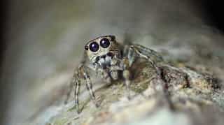 There may be 50,000 species of spider crawling the Earth