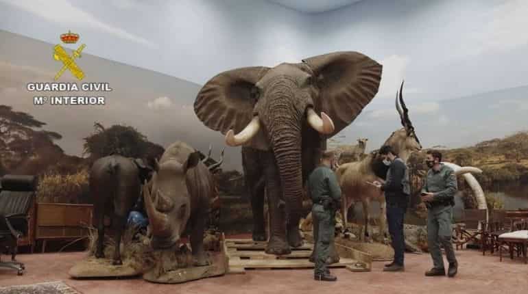 Watch: Spain cops seize over 1,000 taxidermised animals worth $31.5 million Watch: Spain cops seize over 1,000 taxidermised animals worth $31.5 million