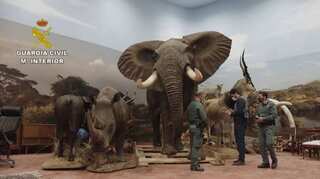 Watch: Spain cops seize over 1,000 taxidermised animals worth $31.5 million