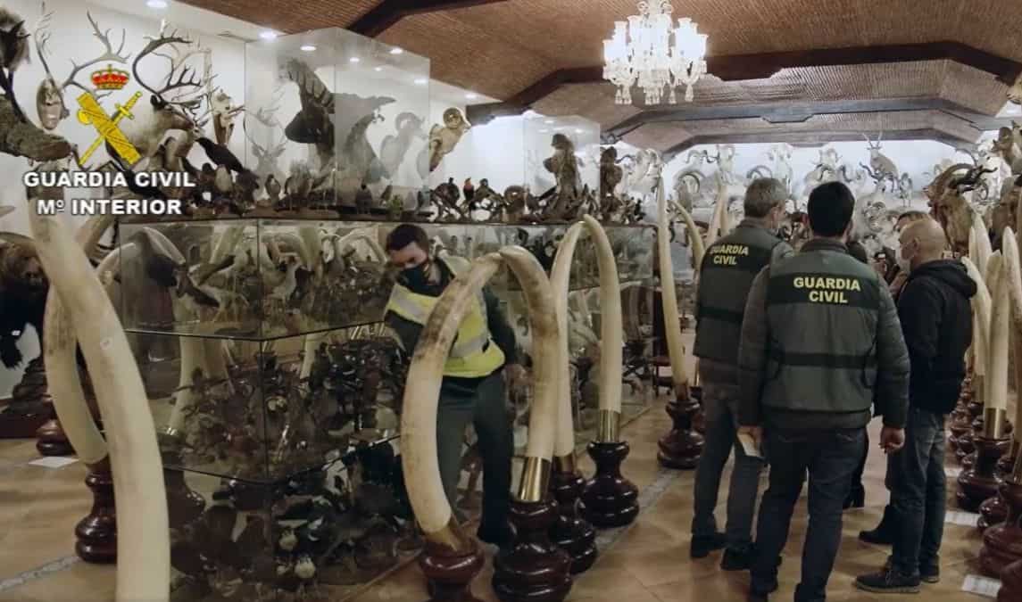 Ivory tusks