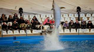 Dolphins bring joy to Ukrainian children fleeing war in Kherson