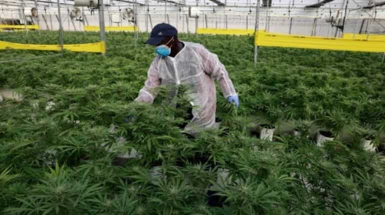 New Jersey to start sale of marijuana within a week, now adults can easily buy it for recreational use New Jersey to start sale of marijuana within a week, now adults can easily buy it for recreational use