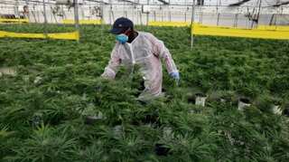 Cannabis oil does not relieve distress in cancer patients: Study