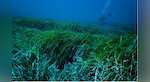 Scientists find sunscreen lotion chemical accumulating in Mediterranean seagrass