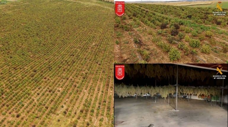 Cops destroy Europe's biggest cannabis plantation worth $108 million in Spain