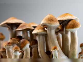 UK scientists say, magic mushrooms have Psychedelics which can treat depression