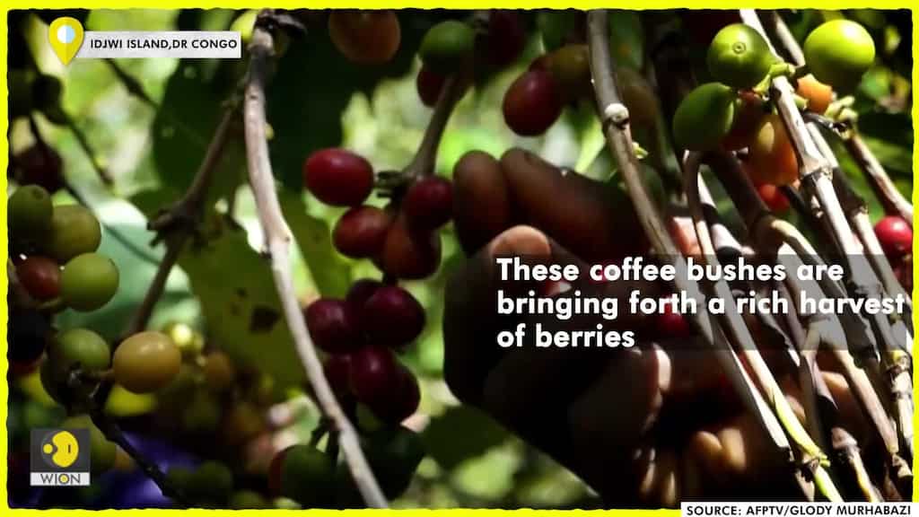 How Congo Women Will Benefit from Coffee?