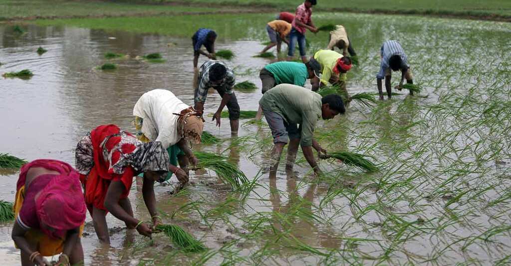 India to help feed global population amid food crisis due to Russia-Ukraine war